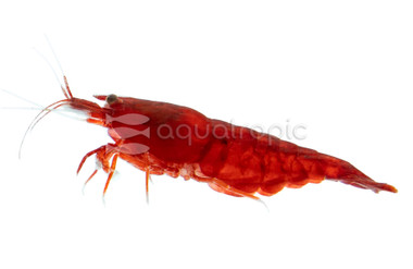 Supreme Red Golden/Orange Eye :: 81035