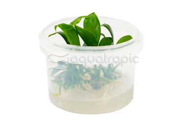 Anubias undulatus Cup AT :: 26806