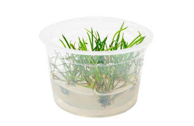 Littorella uniflora Cup AT :: 64313