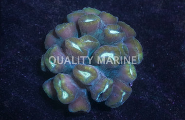 Curvata Trumpet Green :: 45525
