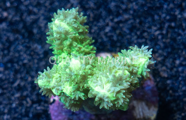 Horn, Branching Neon Green :: 97486