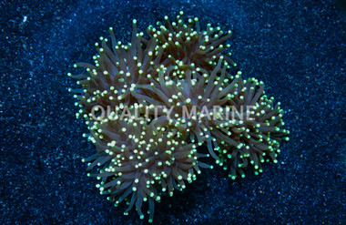 Torch, Green w/Yellow Tips :: 53452