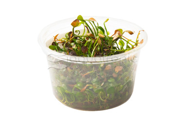 Marsilea hirsuta Cup AT :: 42567