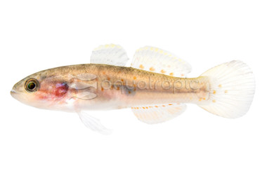 Northern Purple-Spotted Gudgeon :: 55371