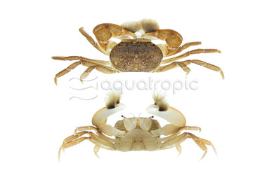 Hairy Boxer Crab :: 76534