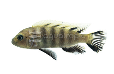 Cynotilapia 'Lion' Sanga :: 17753