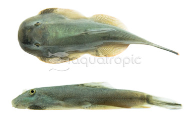 Borneo Sucker Filiusia Tigris :: 12174