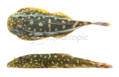 Borneo Sucker Big Spots Crenastus :: 49605