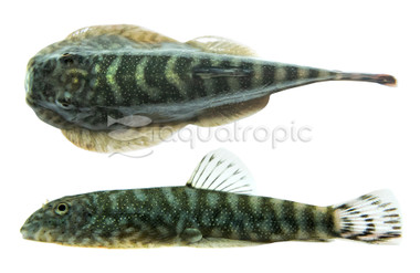 Borneo Sucker Pink Tail SK01 :: 50347