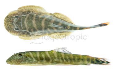 Borneo Sucker Blue Tail NK01 :: 51755
