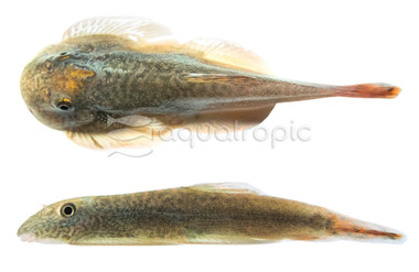 Borneo Sucker Red Devil :: 61792