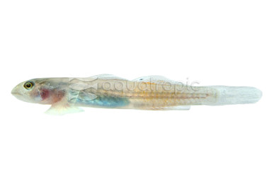 Red Papuan Multiradiatus :: 72077