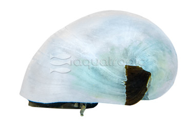 Nerite Beluga :: 76684