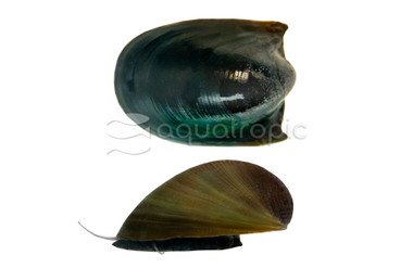 Nerite Batman :: 76723