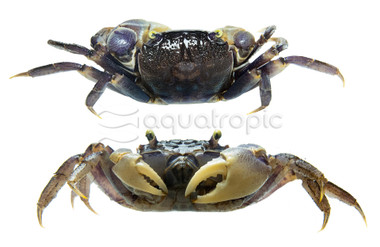 Blue Spider :: 90894