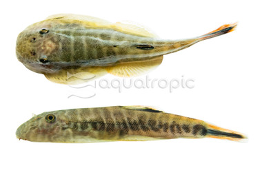 Borneo Sucker Rainbow Tiger :: 91959