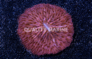Plate Colored :: 84246