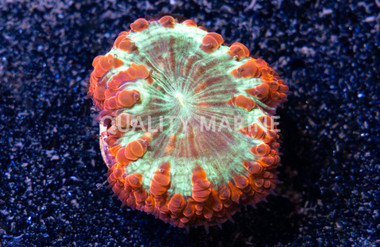 Blasto, Red w/Green Center :: 16992