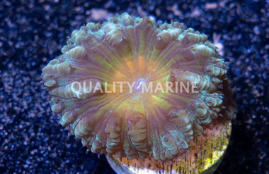 Blastomussa Merleti Green :: 24753