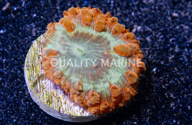 Blasto, Orange w/Green Center :: 53756