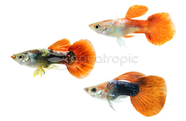 Dwarf Balloon Mixed Male :: 36631