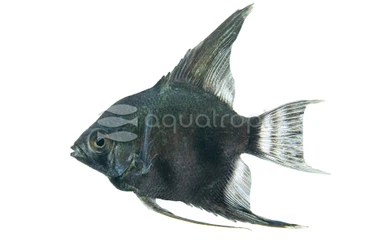 Black Pinoy :: 03032