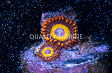 Zoa, Dragon Ball :: 87133