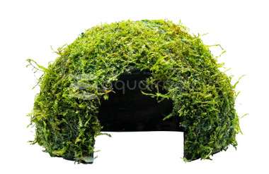 Java Moss on Coco Shell :: 55253