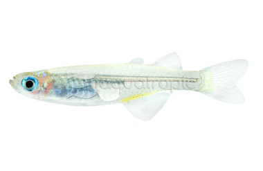 Swamp Blue Eye :: 29466