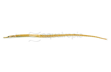 Pipefish Barhead :: 81845