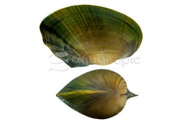 Green Pearl Mussel :: 83848