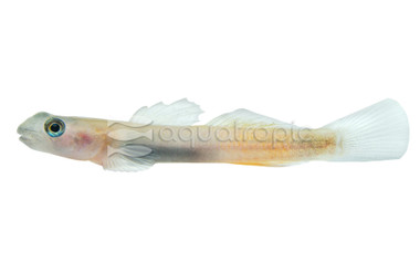 Sicyopus Red Teardrop :: 85657