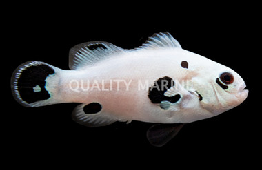Super Storm Ocellaris Clownfish, QM Labs :: 63044