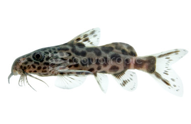 S. 'Tigrinus' Hybrid :: 17205