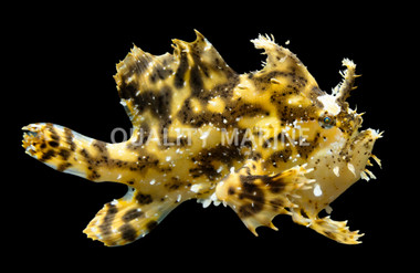 Colored Sargassum Anglerfish :: 10511