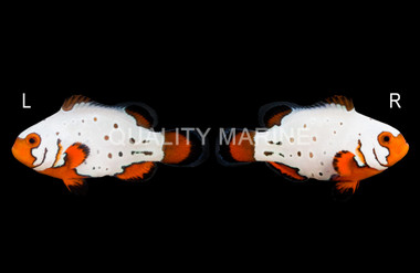 Ocellaris, Frostbite Premium, QM Labs :: 27123