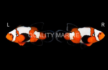 Ocellaris, Longfin Snowflake, QM Labs :: 30443