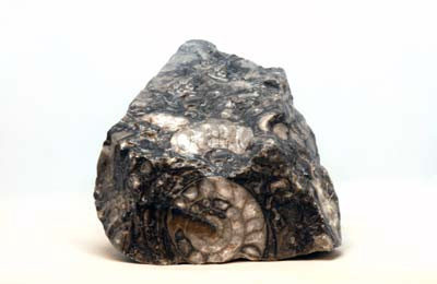 Shell Stone :: 0960420