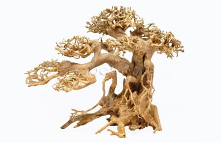 Bonsai Wood Small   Approx.7-10" x 4-5" x 7-8" :: 0960571