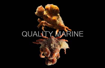 Sponge Crab :: 52530