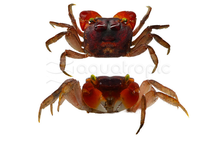 Red Apple Crab :: 20103