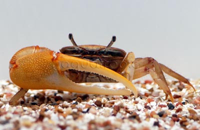 Gold Claw Fiddler Crab :: 20100
