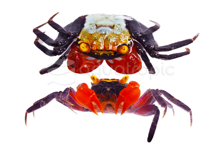 Disco Vampire Crab :: 20106