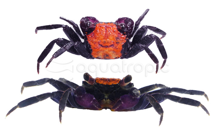 Orange Back Crab :: 20111