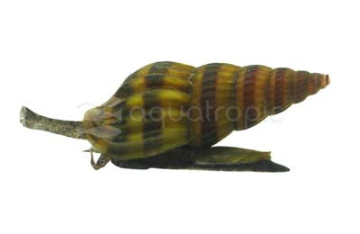 Assassin Snail :: 66008