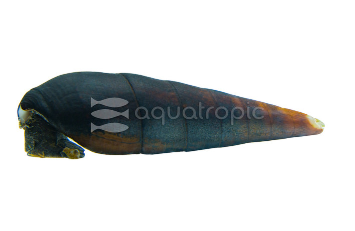 Blue Rabbit Snail :: 66011