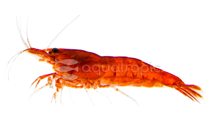 Bloody Mary Shrimp :: 20008