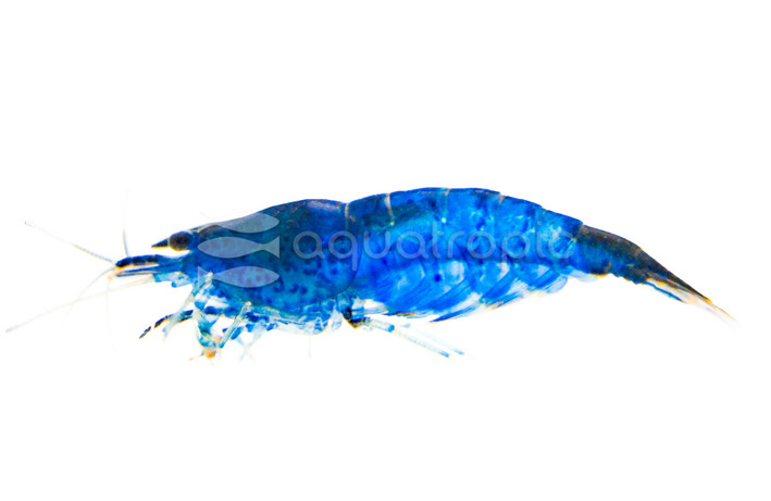 Blue Velvet Shrimp :: 20011