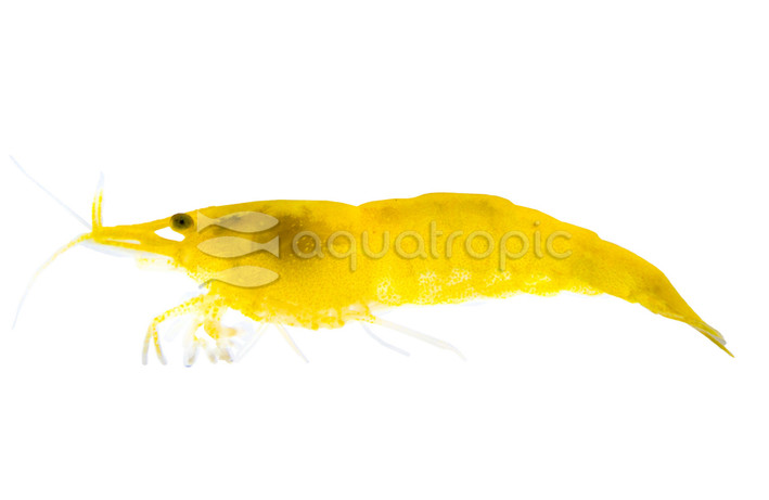 Gold Back Yellow Fire Shrimp :: 20012