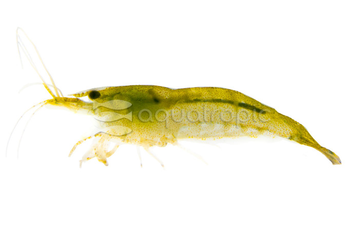 Green Jade Shrimp :: 20013